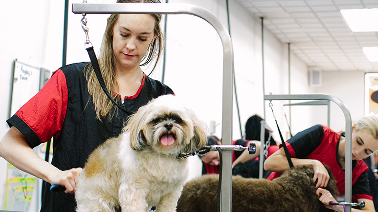 Hands-On Dog Grooming Classes