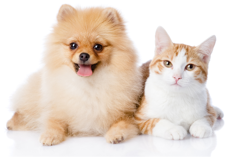Cats & Dogs grooming Regina