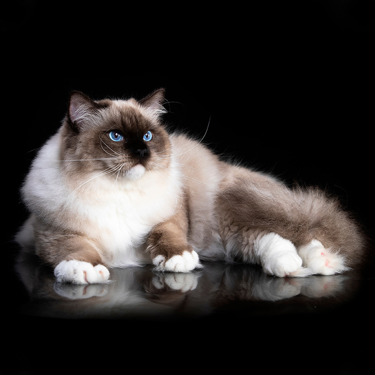 Premier Cat Grooming Salon