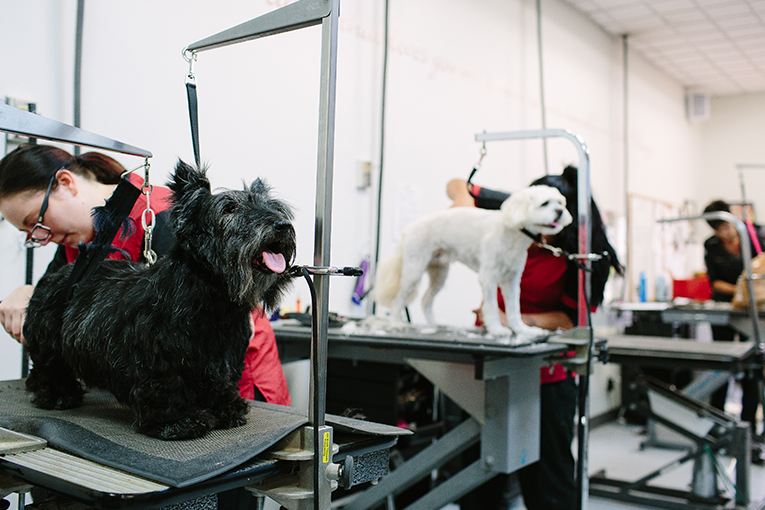 APEX Academy Canine Stylist Program