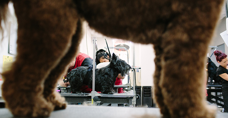 All-Inclusive Dog Grooming Courses