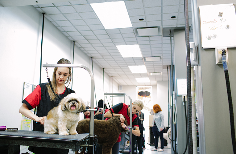Your Academy Of Choice For Pet Grooming Courses In Regina