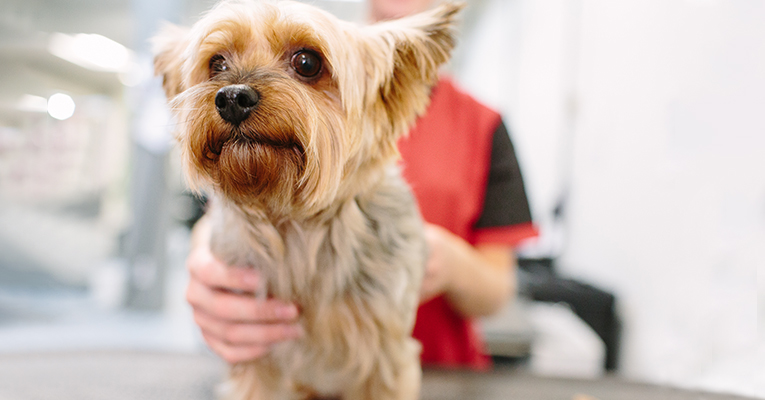 Dog Grooming in Regina