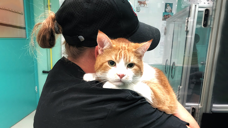Objective – Preparing You for a Fulfilling Cat Groomer Career