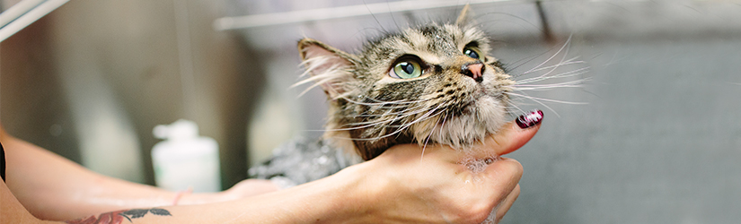 Supporting The Community – Rescue Cat Program