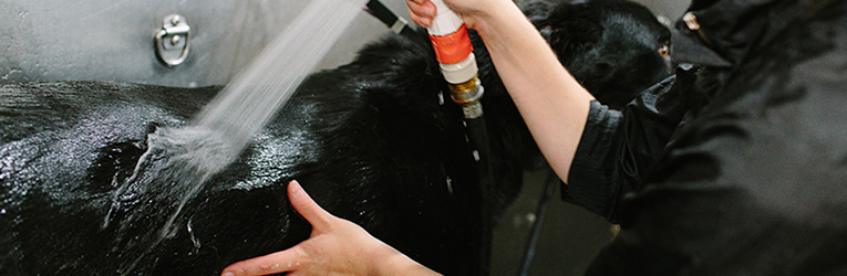 Advanced Grooming Concepts - Zoom Zoom Groom