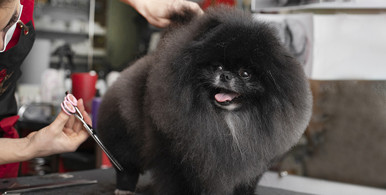 Canine & Feline Grooming Program