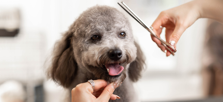 Pet Grooming