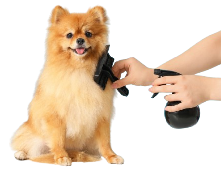 Cat Grooming