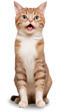 Cats grooming salon Regina