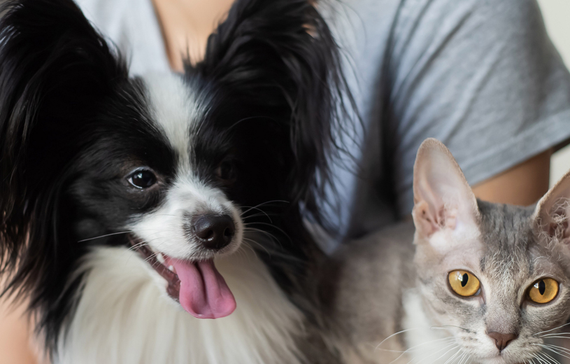 Canine/Feline All Inclusive Course