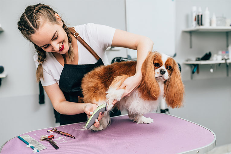 APEX Academy’s Canine Assistant Groomer Program