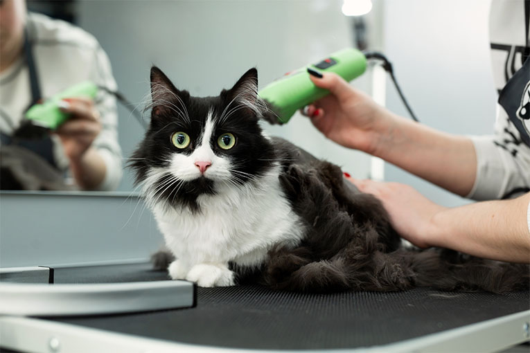 Certified Cat Groomer