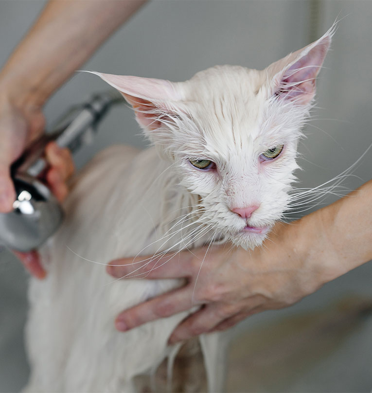 Cat Groomer Certification Pathways