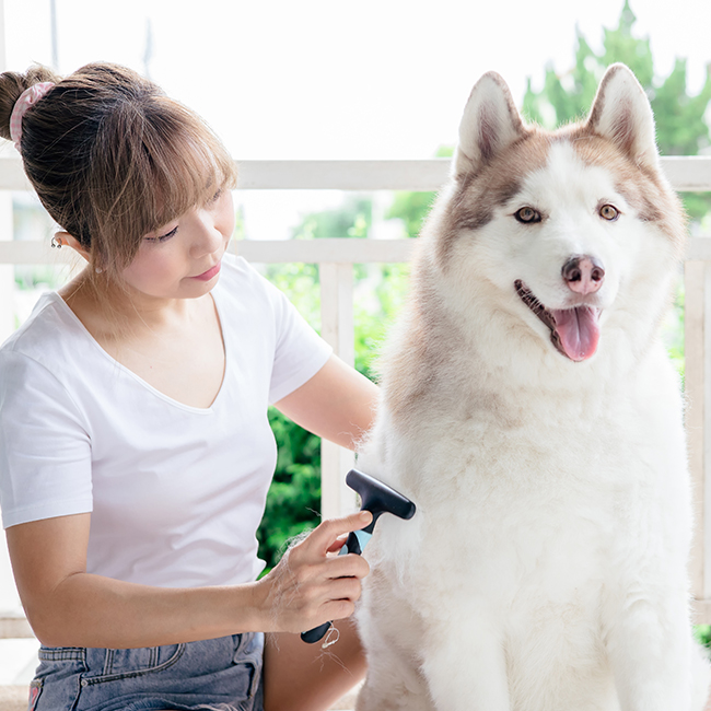 Decoding Double Coats: 7 Grooming Tips for Huskies and Malamutes