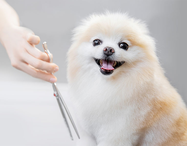 Premier Pet Grooming in Regina