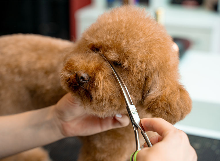 Building Client Relationships - Zoom Zoom Groom