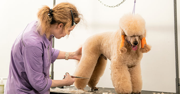 Dog Grooming