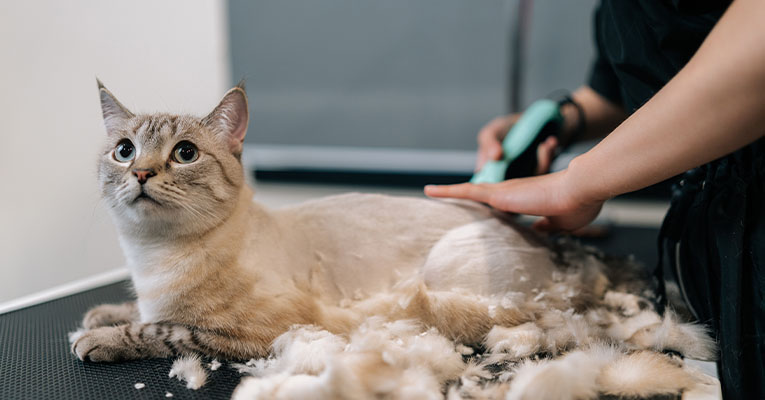 Kitten & Cat Grooming Services By PreZoomably Cats
