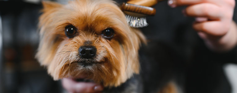 Mobile Pet Grooming in Regina