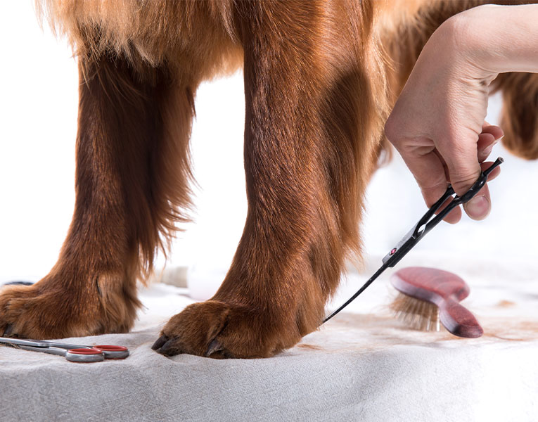 Premium Grooming Supplies For Professional & Home Pet Care