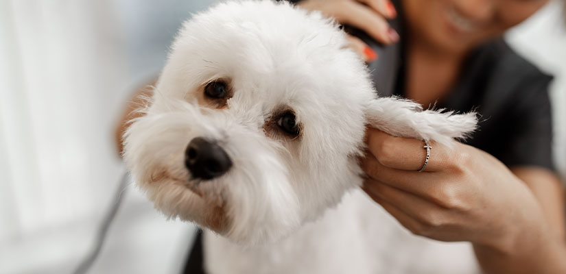 Upgrade Your Grooming Skills with Our Dog Groomer Course