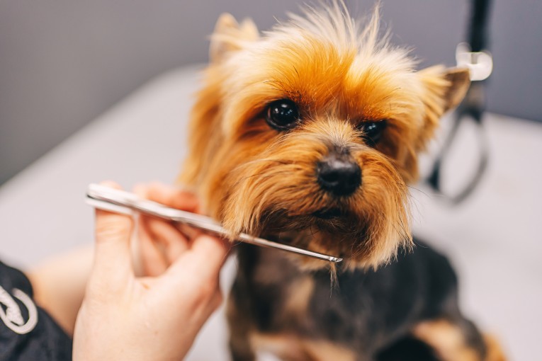 canine stylist program