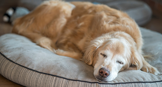 How to Adapt Your Grooming Approach for Senior Dogs and Sensitive Skin