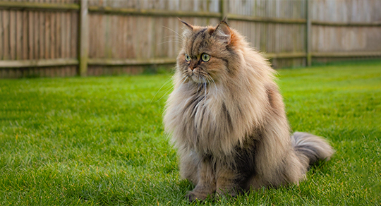 Persians vs. Bengals: Tailoring Grooming Techniques by Cat Breed