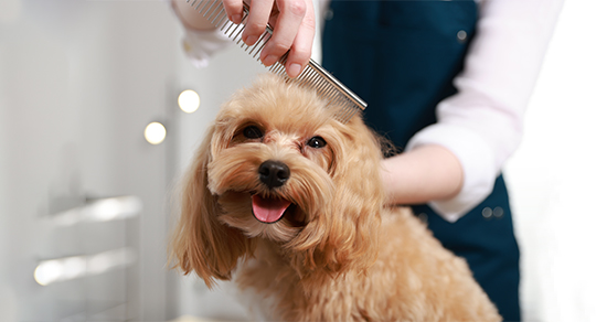 Your Pet Grooming Career Starts Here: Apex Academy’s Technique-Focused Training