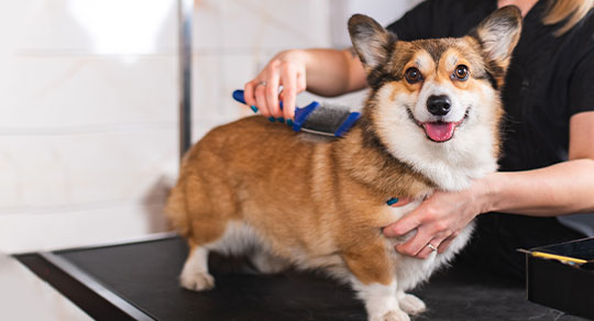 Breed-Specific Grooming 101: Why Not All Dogs Need the Same Cut