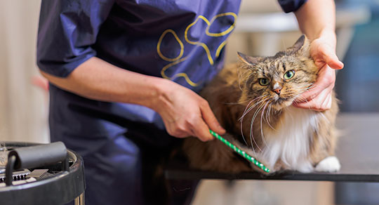 Mastering the Art of Cat Grooming: Tools, Techniques, and Safety Essentials