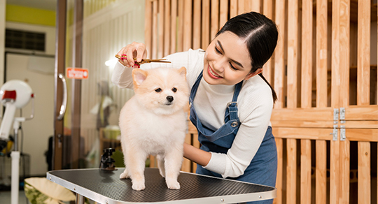 7 Benefits of Professional Dog Grooming for Your Pet’s Health
