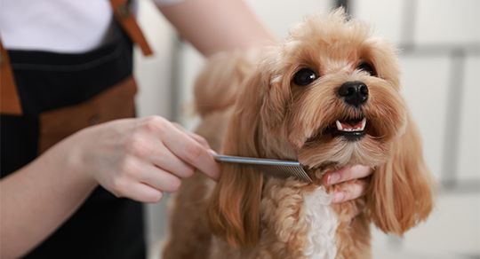 How to Become a Certified Dog Groomer: Training and Career Path