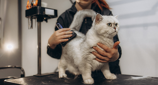 Why Cat Grooming Is More Important Than You Think