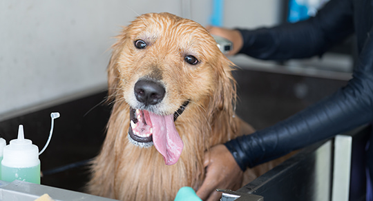 Dog Bathing Services: How Often Should Your Pup Get Cleaned?