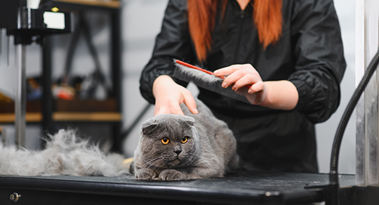 Grooming for Senior Cats: What You Should Know