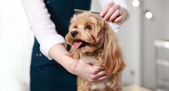 Mobile Dog Grooming: Convenience at Your Doorstep