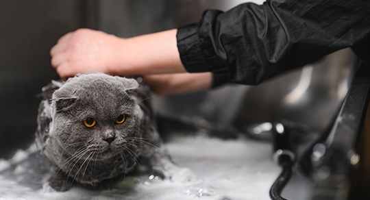 Professional Cat Bathing: Do Cats Really Need Baths?