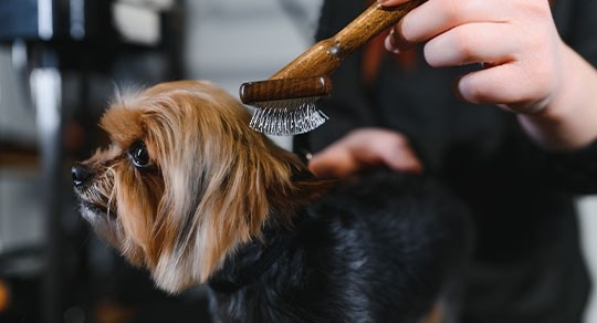Pet Grooming Trends for 2026: What Aspiring Groomers Should Know