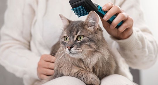 Winter Grooming 101: Protecting Your Cat’s Paws and Coat in Regina’s Winter