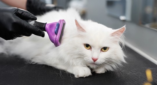 Matted Cat Fur? 5 Prevention and Safe Removal Tips Every Cat Owner Should Know