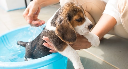 Your Puppy’s First Groom: What to Expect and How to Prepare