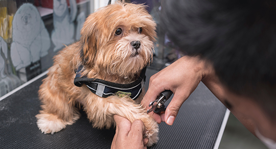 How to Groom an Anxious Dog: 5 Tips for Calming Nervous Pups During Grooming