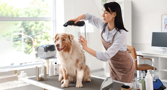 Is a Career in Pet Grooming Right for You? 8 Signs You’d Be a Great Groomer
