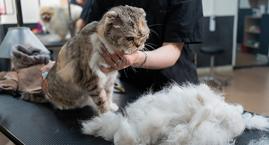 Spring Shedding Survival Guide: Helping Your Cat Transition to Warmer Weather