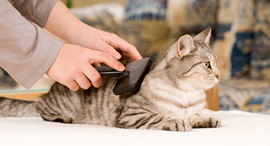 5 Cat Grooming Myths Debunked: Why Even Indoor Cats Need Regular Grooming