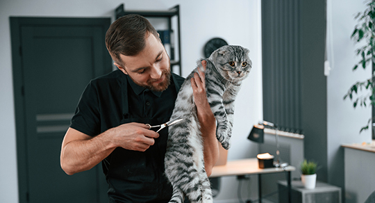 Expanding Your Grooming Skills: Why Learning Cat Grooming Can Boost Your Career