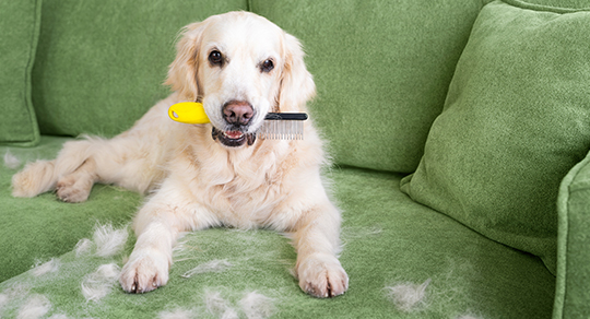 Why Do Dogs Shed So Much in Spring, and How Can Grooming Help?