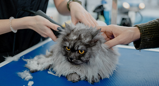 Do Cats Need Haircuts in the Summer Heat?